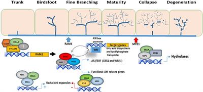 Multifarious and Interactive Roles of GRAS Transcription Factors During Arbuscular Mycorrhiza Development